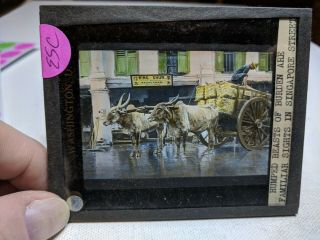 Colored Glass Magic Lantern Slide Esc China Chinese Singapore Beast Of Burden