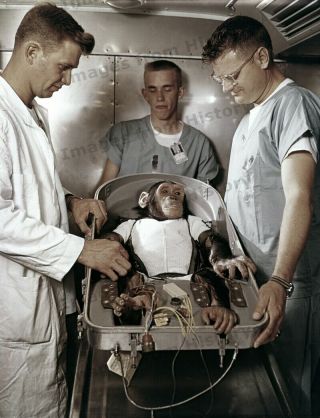 8x10 Print Nasa Technicians Work With Chimpanzee Ham 5501210