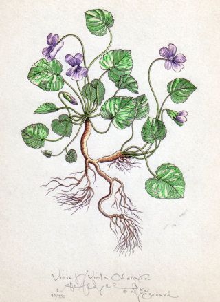 Violet Herb Signed Limited Edition Hand Worked Botanical Art Print