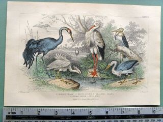 Antique Hand - Tinted & Finely Detailed Art Work Of Herons 1866 Magnificent